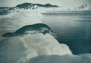 A Weddell Seal About To Dive, c1911, 1913