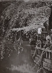 Cherry-Blossom Time in Japan