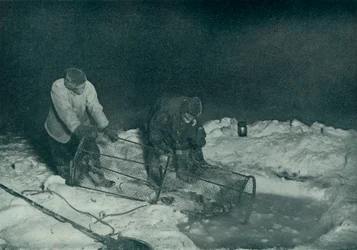 Dr. Atkinson and Clissold Hauling Up The Fish-Trap, 28 May 1911