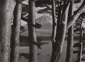 Fuji Through the Pine Trees