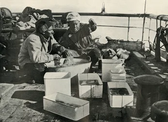 Lillie and Dr. Levick Sorting a Trawl Catch, c. 1910-1913