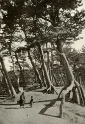 The Pines of Shizu-Ura
