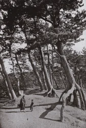 The Pines of Shizu-ura