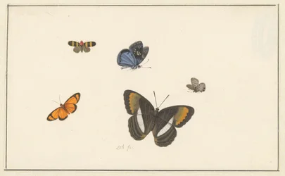 Five Butterflies