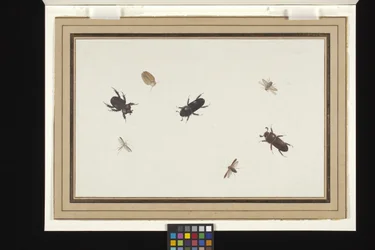 Study of Beetles and Moths