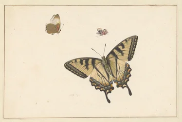 Three Butterflies