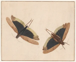 Two Grasshoppers