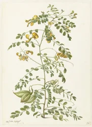 Bladder bush and pekanjers