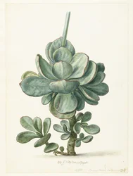 Succulent Plant (Cotyledon orbiculata?)