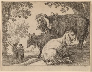 Angora Sheep