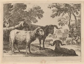 Rams