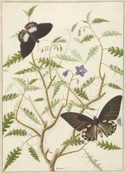 Two Exotic Butterflies on a Blooming Bush