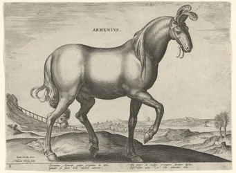 Horse from Armenia (Armenius)