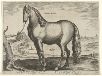 Horse from Brittany