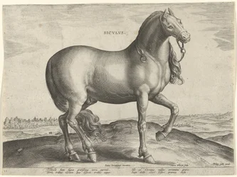 Horse from Sicily