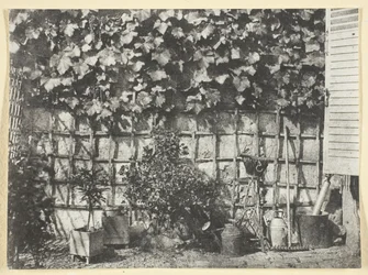 The Trellis