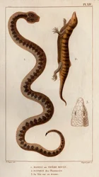 Aesping or Red Viper, Skink from pharmacies, his head seen above. Fauna des Médecins ou histoire des animaux et de leurs produits par Hippolyte Cloquet - Volume 6 - 1825