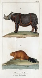 India Rhinoceros and Canadian Beaver