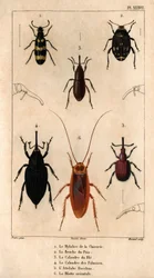 La Mylabra de la chicoree, la Bruche du pea, la grille du wheat, la grille des palmiers, l