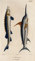 Sturgeon and Swordfish. Fauna of Doctors or History of Animals and Their Products by Hippolyte Cloquet - Volume 6 - 1825
