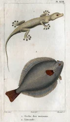 The Gecko of Houses and Limand, from Fauna of Physics or History of Animals and Their Products by Hippolyte Cloquet