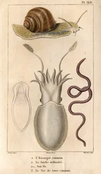 The Common Snail, the Ordinary Cuttlefish, Its Bone, the Common Earthworm. Fauna of Doctors or History of Animals and Their Products by Hippolyte Cloquet - Volume 6 - 1825