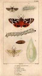 The Processional Bombyce, Its Caterpillar, the Marten Bombyce, the Murier Bombyce, the Silk Worm, Its Hull, Its Chrysalide. in 