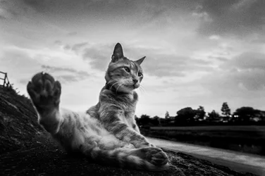 Curious Cat Paw Stretch