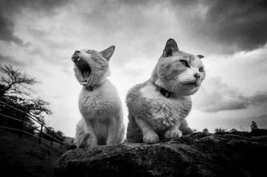 Grumpy Yawning Cats