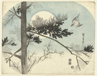 Cuckoo and Pine Tree