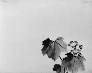 Bellflower
