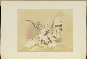 Hawk and Heron