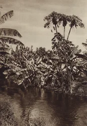 Mexico: Bananas and Papayas, Vera Cruz State