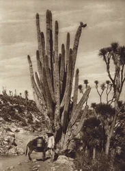 Mexico: Salt flats of Tehuacan with 