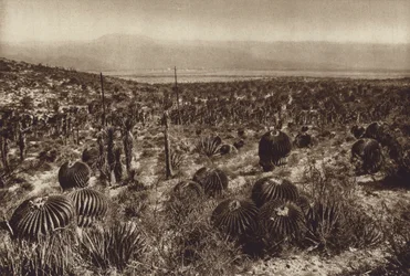 Mexico: Sierra de Tehuacan, In the foreground 