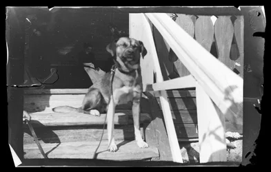 Balu on the Steps of the Pink Villa
