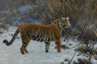 A tiger in the snow