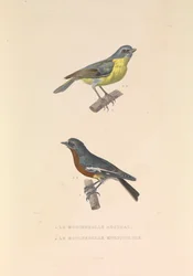 The Australian Flycatcher and the Flycatcher Multicolor