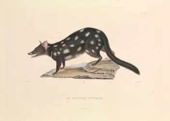 The Raccoon Dasyure