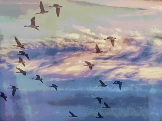 Flying Geese Sunset Sky