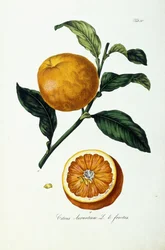 Orange Fruit, Citrus Aurantium, Fructus