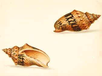 Shell Study