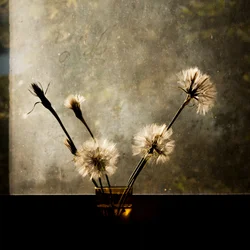 Dandelions in Window Light