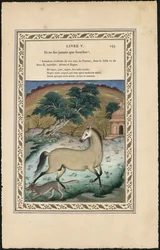 The Horse and the Wolf