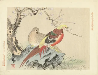 Pair of Pheasants on Rock