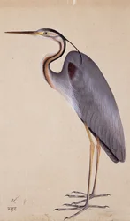 A Heron