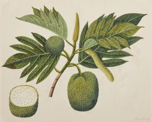Breadfruit Flower, Foliage, and Fruit