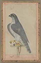 Falcon, c.1770