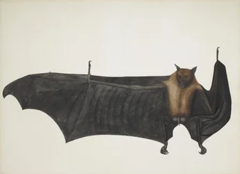 Indian Flying Fox also known as Great Indian Fruit Bat; Pteropus Giganteus, c. 1800