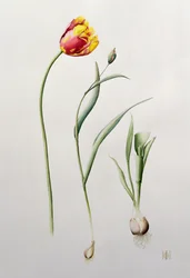 Parrot Tulip